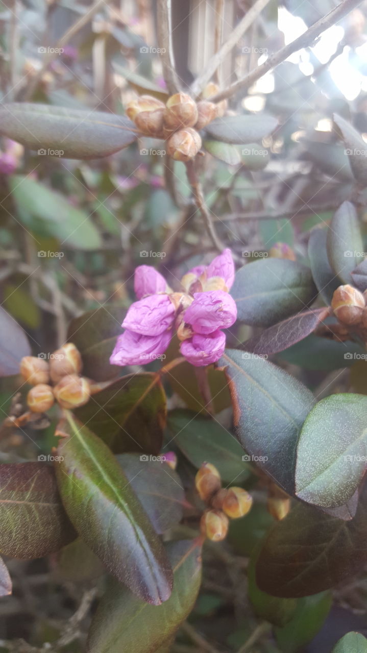 Nature, Flora, Leaf, Tree, Branch