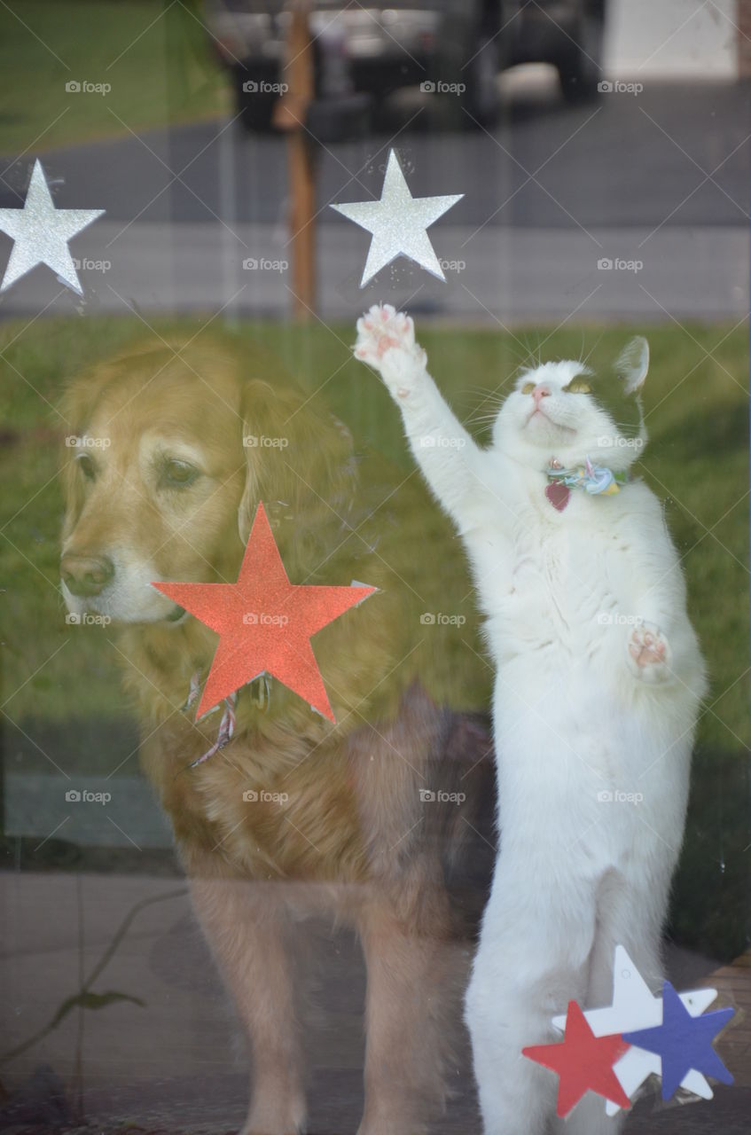 Dog and cat standing behind glass