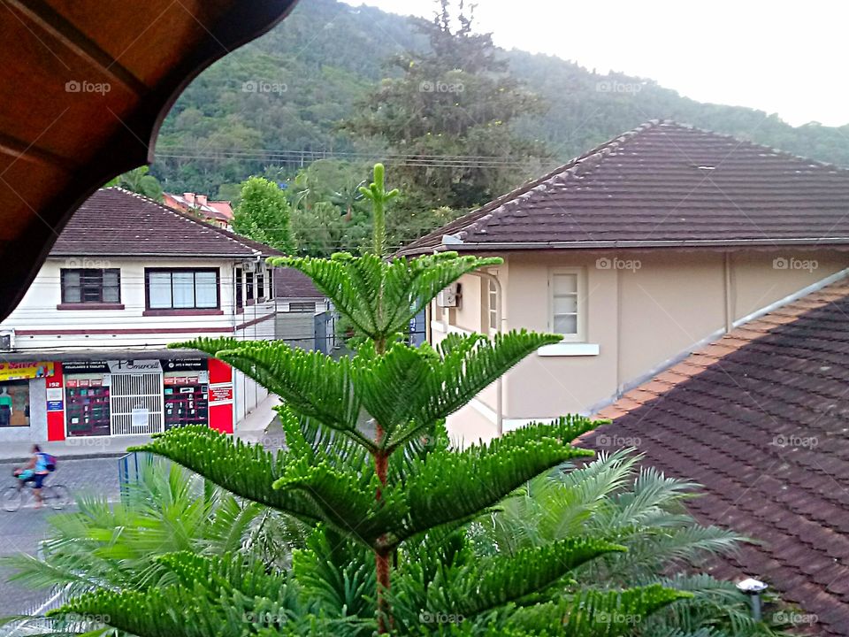 PINUS TANNENBAUM GRÜNE