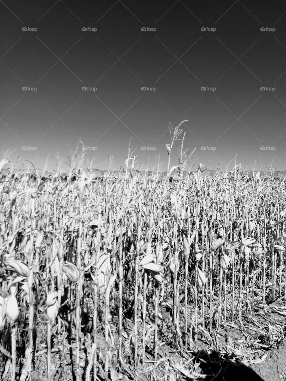 Corn field in late October.