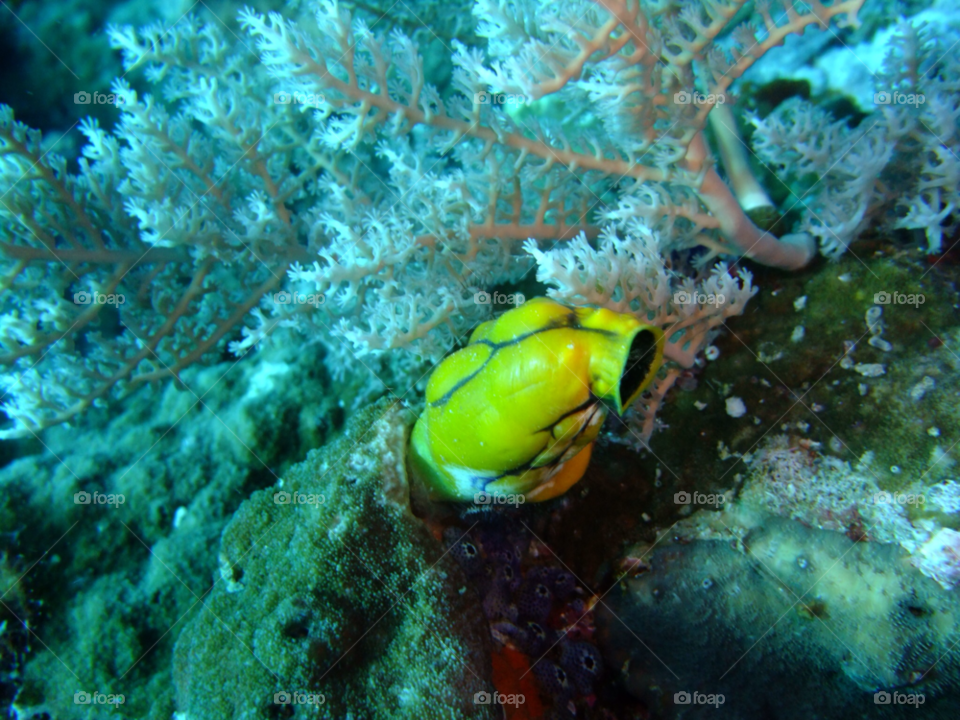 moyo island indonesia coral diving reef by samyen