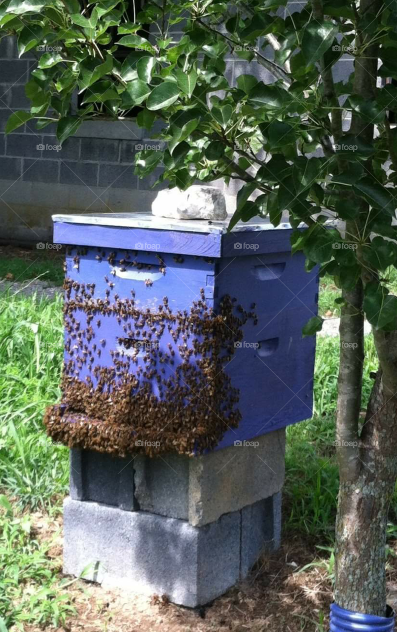 Honey bees. Taken on a farm where I worked.