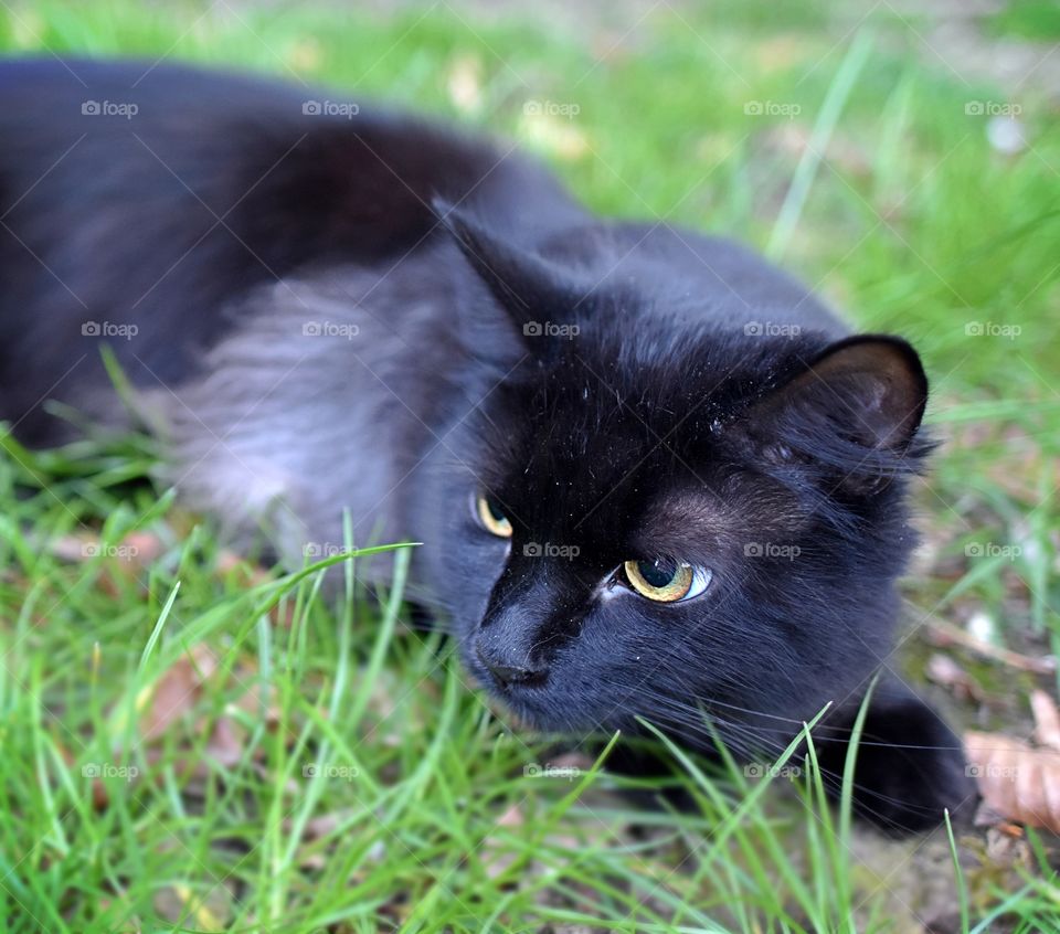 BLACK CAT WIDE EYED PLAYING IN THE GRASS.