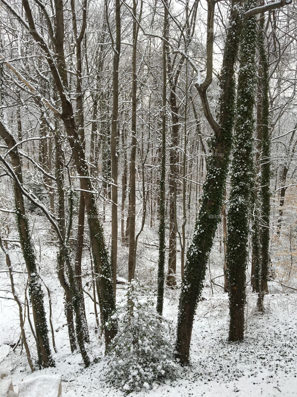 Winter, Snow, Wood, Frost, Tree