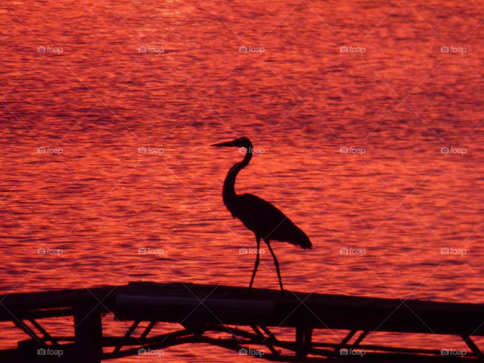 Heron on the dock at sunset