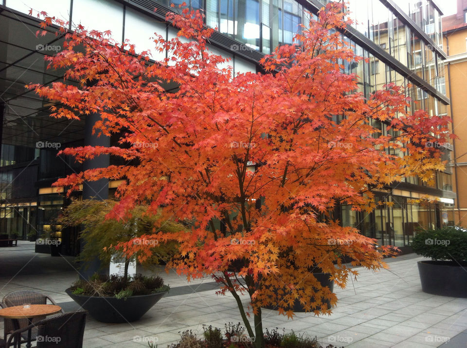 red tree leaves autumn by Nikita80