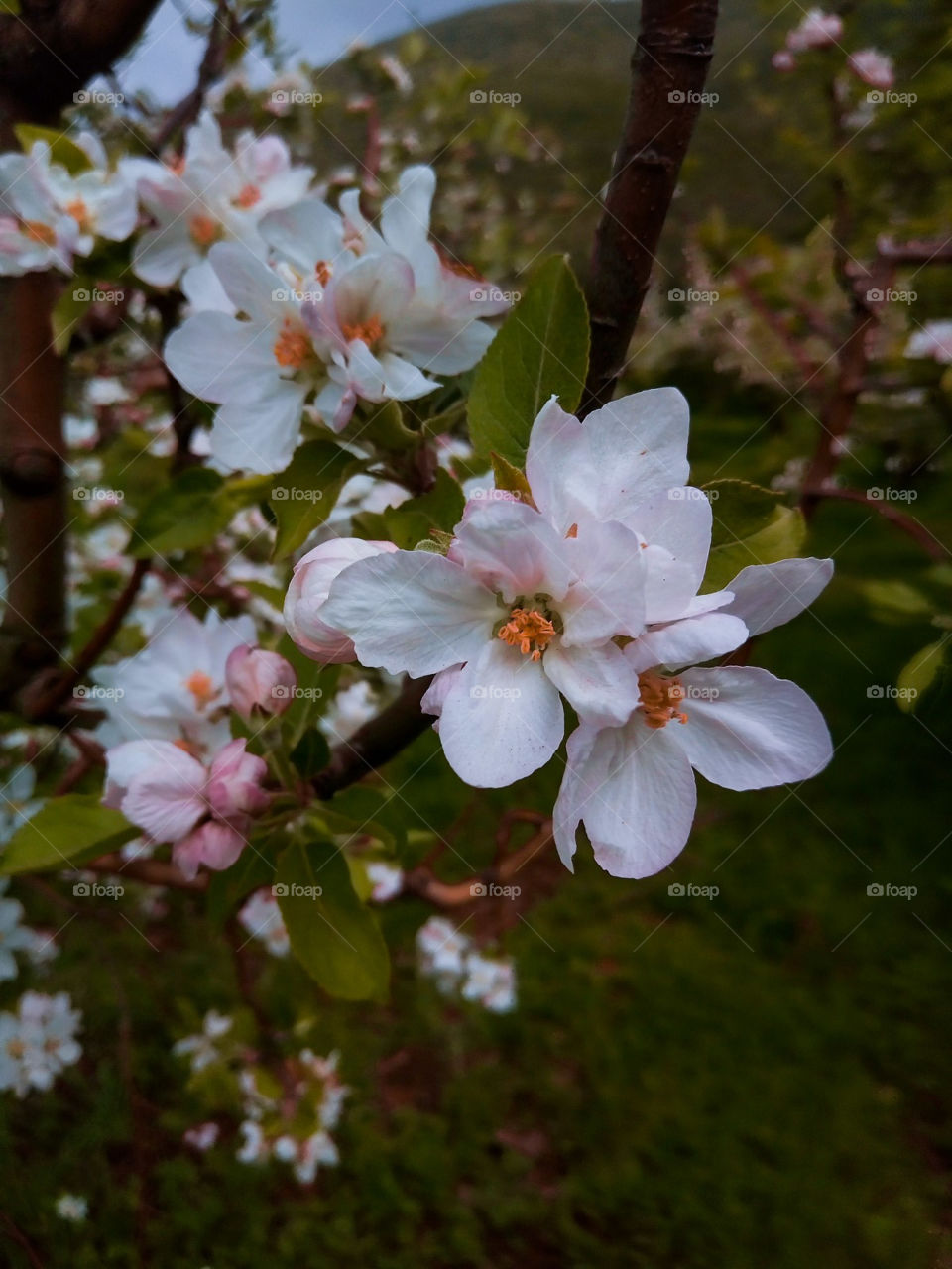 beautiful white flowers
