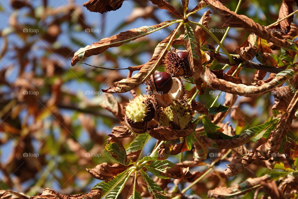 Close up o three ripe chestnuts in the branches.