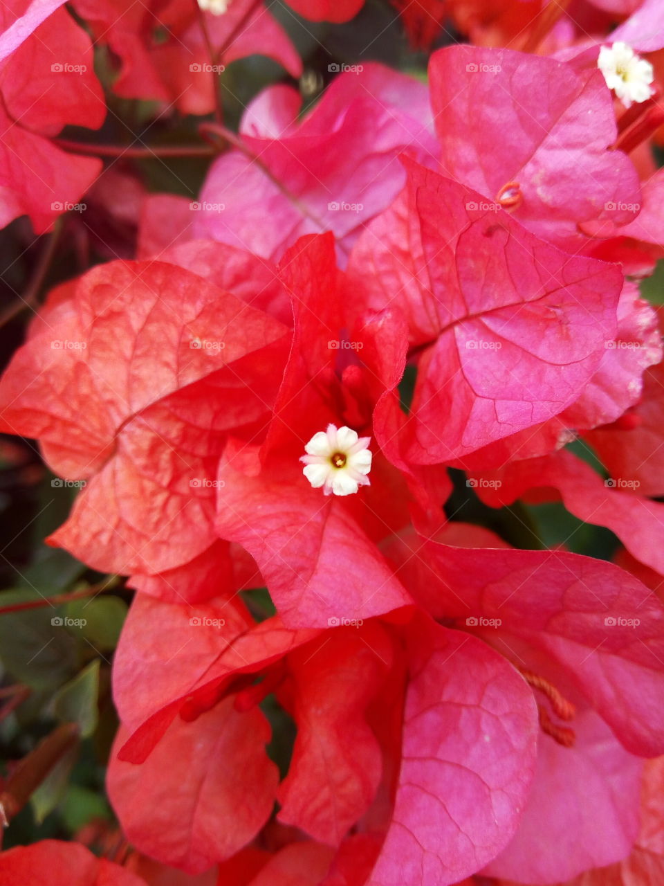 Leaf, Nature, Flower, Flora, Garden