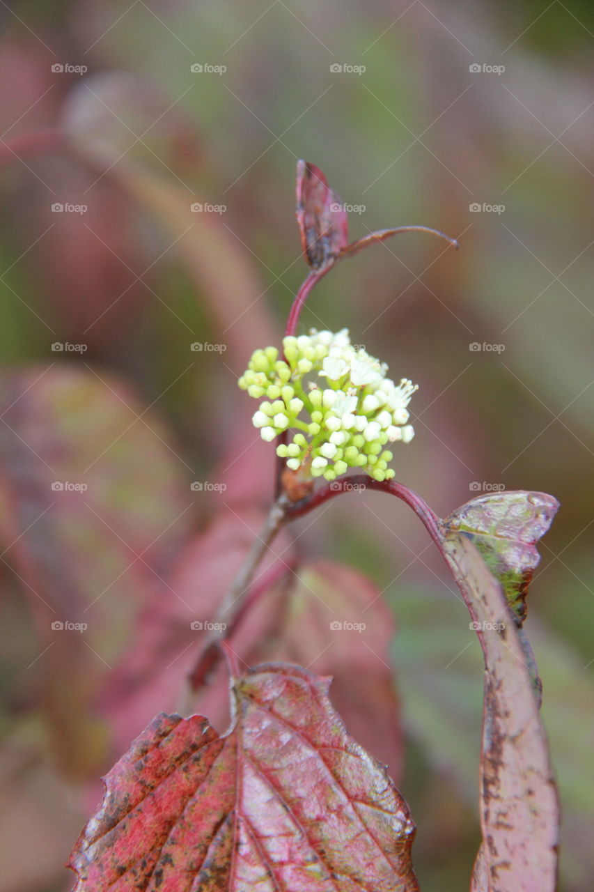 Plant bud