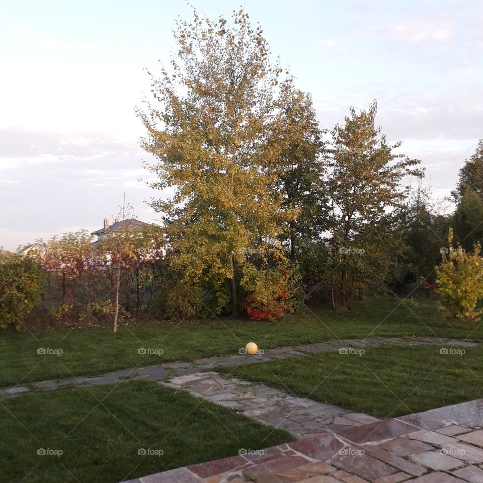 golden hour in an autumn garden with a yellow ball