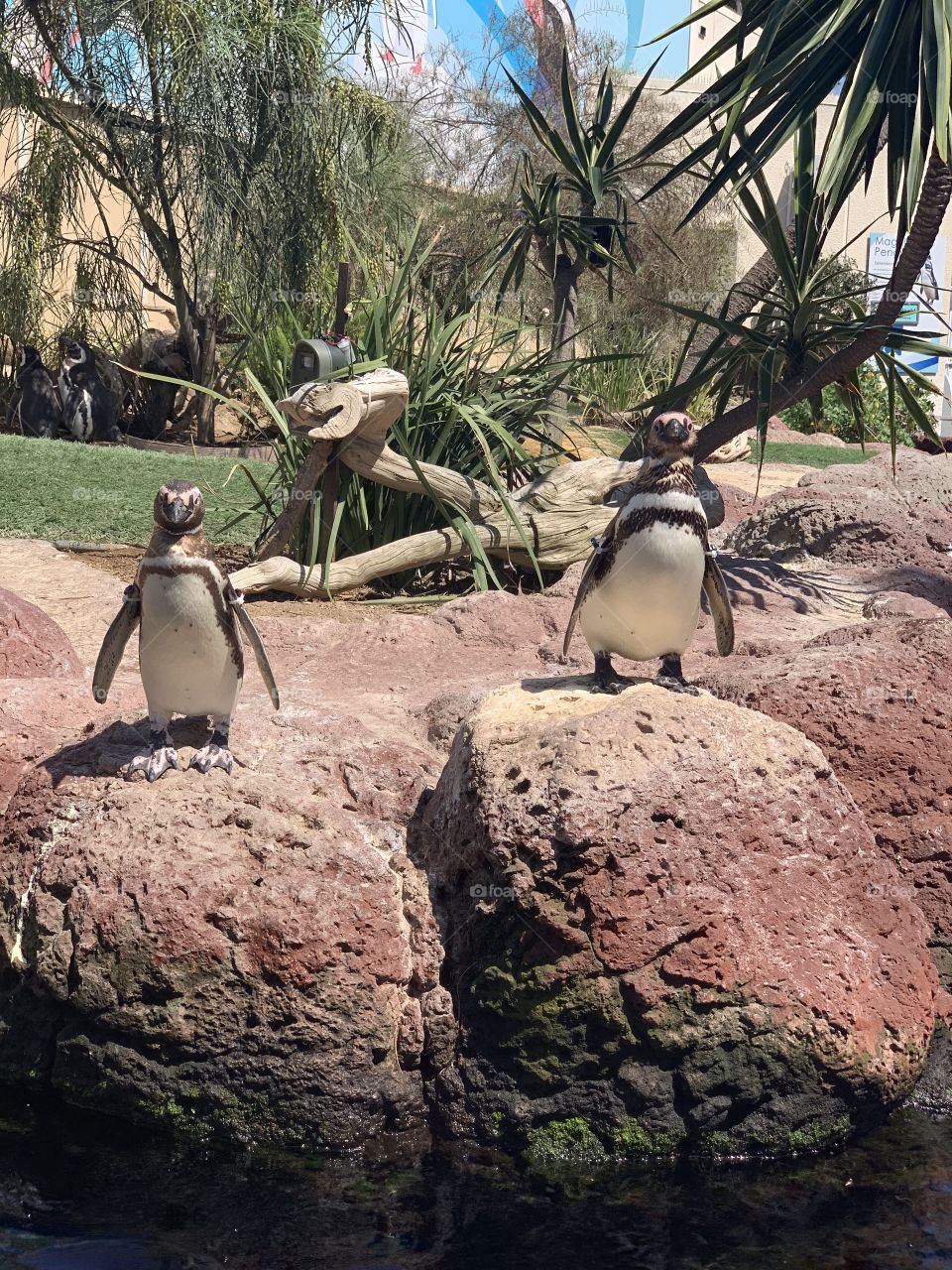 Penguins at SeaWorld San Diego 
