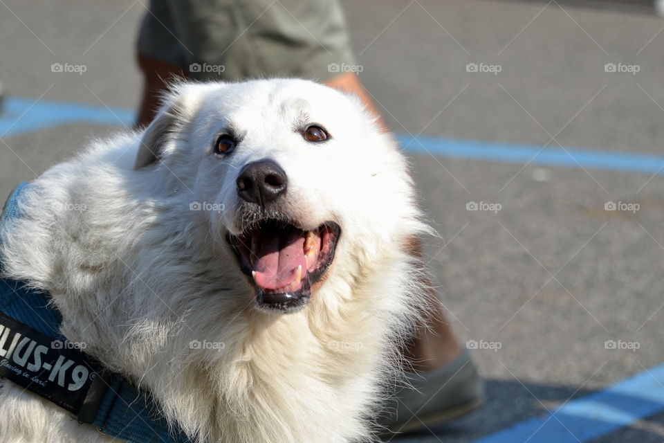 dog smiling