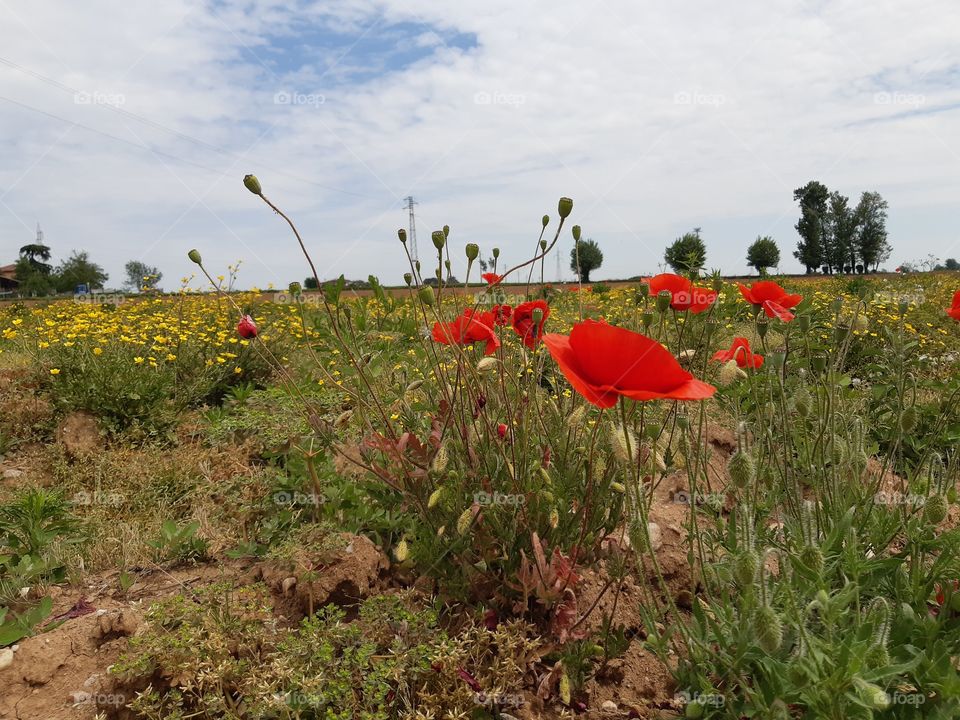 poppies and yellow flowers