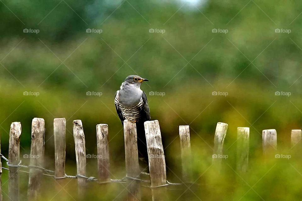 Bokeh close up on a Cuckoo bird resting on a wood posts and wire fence on the island of Groix