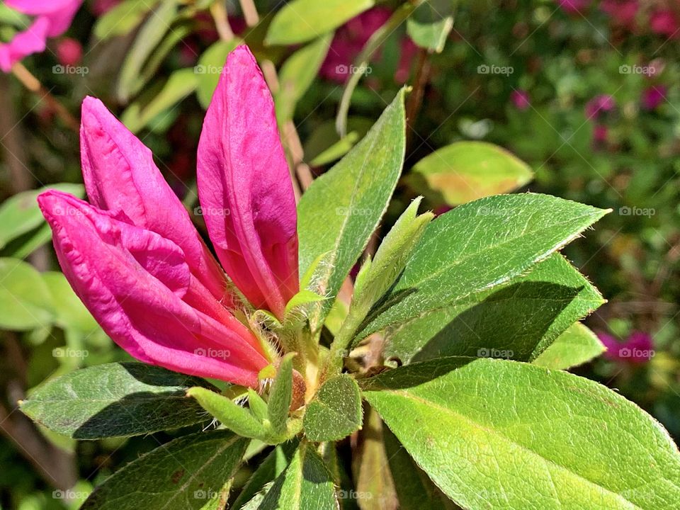 
First Signs of Spring - New Azalea Buds - The warmth along with occasional rainfall has stimulated growth of new leaves in many trees, plants and some flowers as well. 