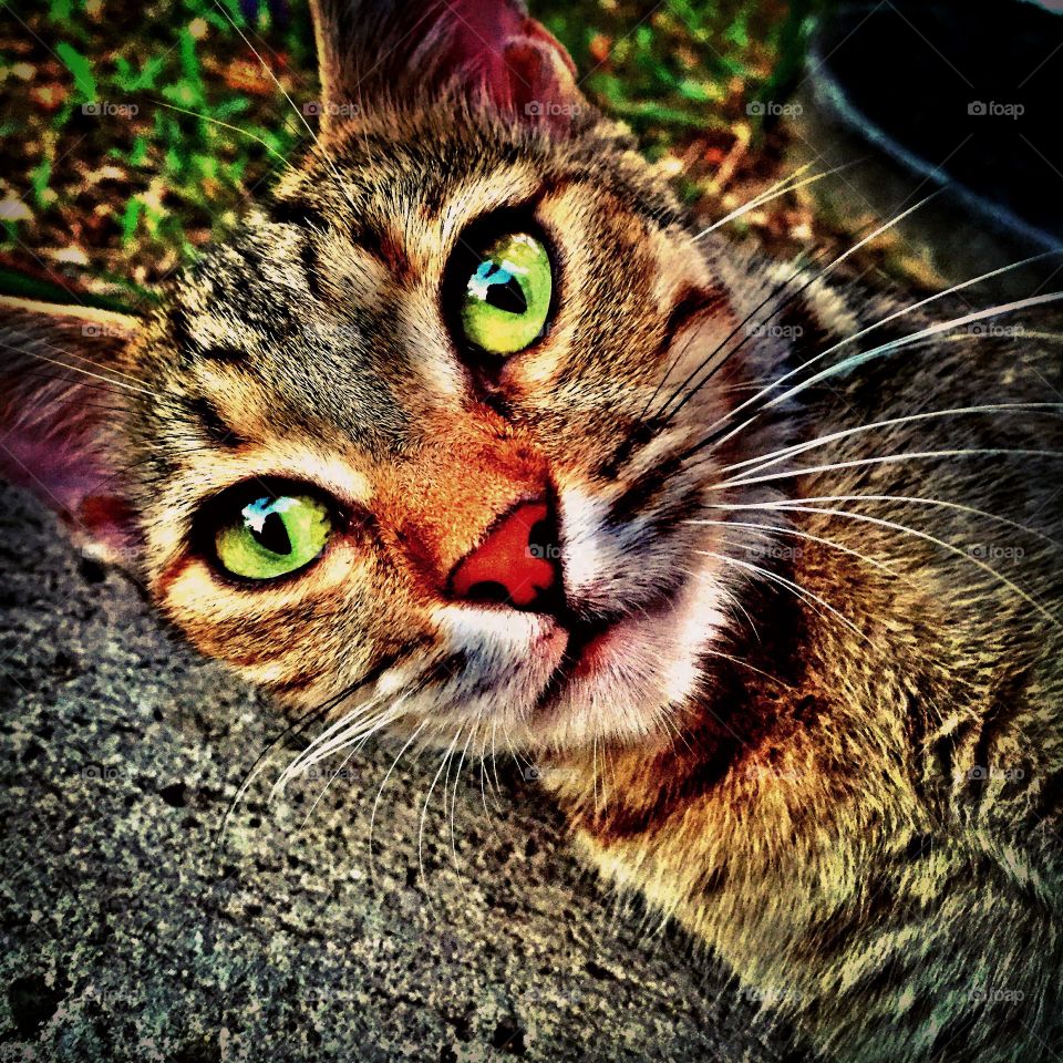 Stray Island Cat On St. Maarten 