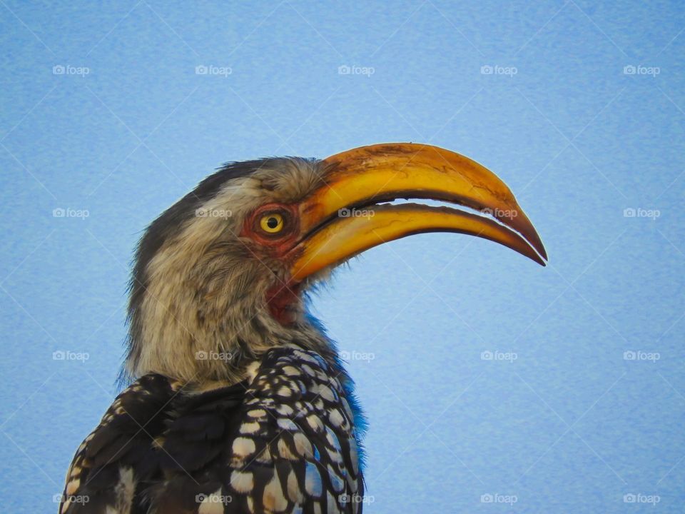 Side-view portrait of a yellow-billed hornbill with a blue skies background taken in the Kruger National Park in South Africa