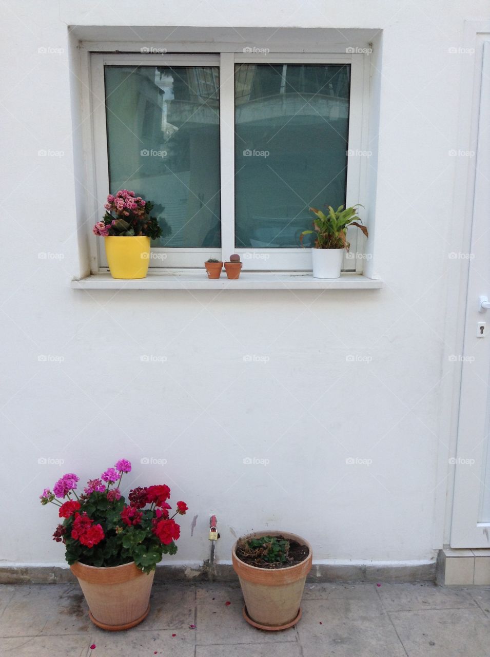 Pot plants on and under window sill.