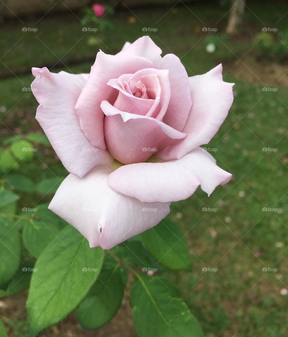 🌹 🇺🇸 Very beautiful flowers to brighten our day.  Live nature and its beauty. Did you like the delicate petals? / 🇧🇷 Flores muito bonitas para alegrar nosso dia. Viva a natureza e sua beleza. Gostaram das pétalas delicadas? 