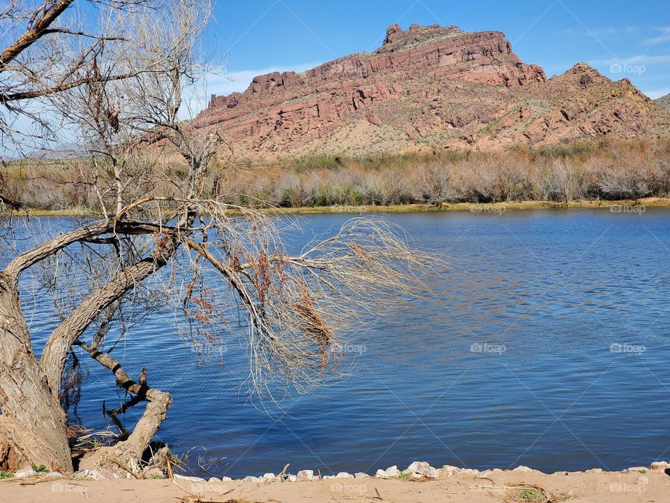 Craggy Tree by the Salt River