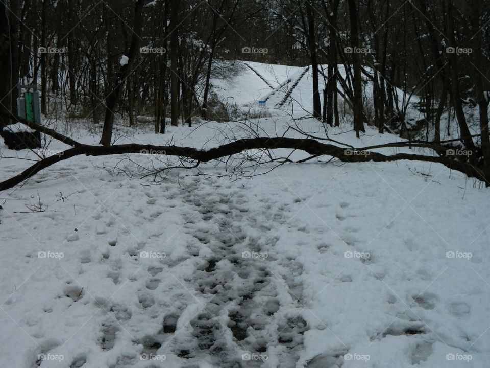 snowy trail