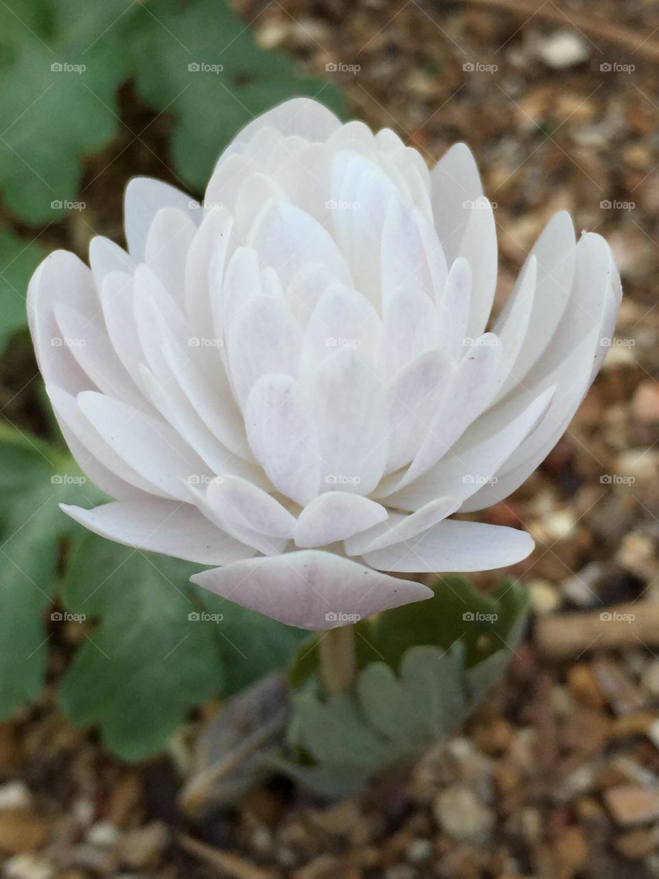 Double flowered bloodroot.