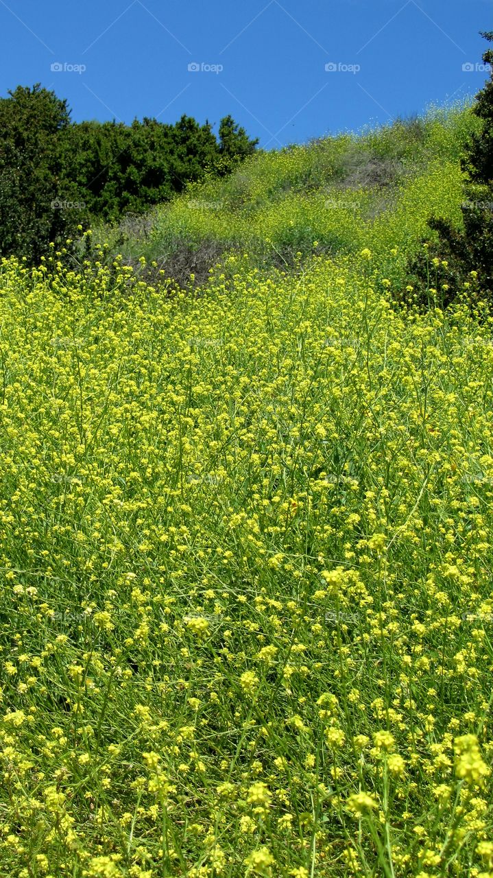 Wild field flowers