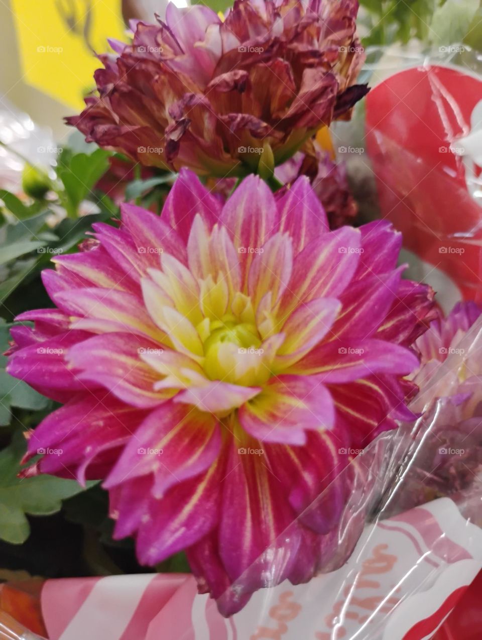 Dália elegância e exuberância. As flores podem ser singelas ou dobradas e de diferentes tamanhos e cores, frequentemente associadas à elegância e à delicadeza