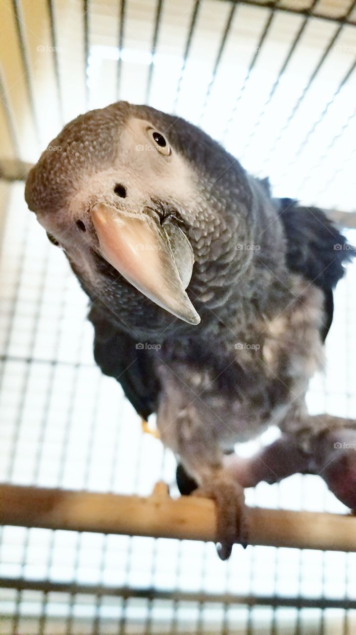 An african gray parrot is sitting on her perch, straining to give a close up to the camera
