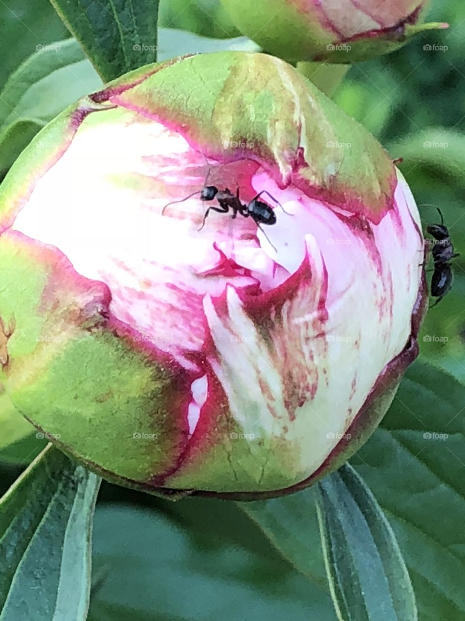 Peony  starts to bloom as the ant starts it's work 