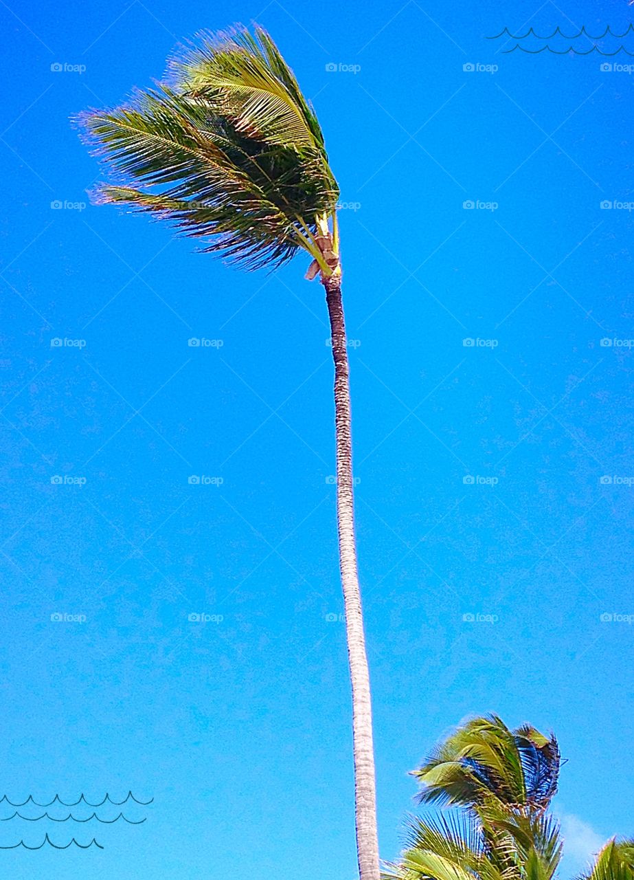 Blowing in the wind. Blue sky, palm trees, perfect