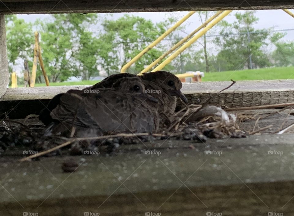Baby birds hanging out in a stack of pallets!