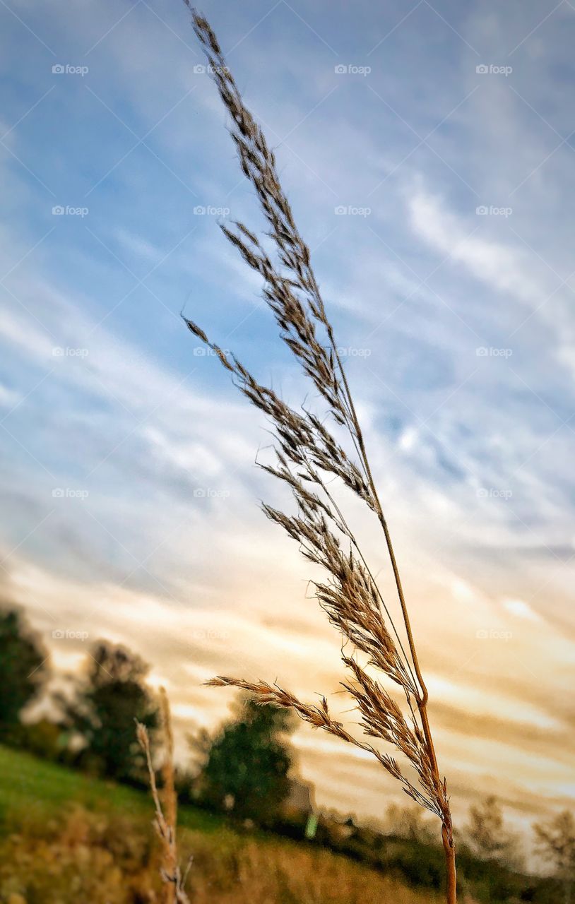 Plant in front of the sunset—taken in Munster, Indiana 