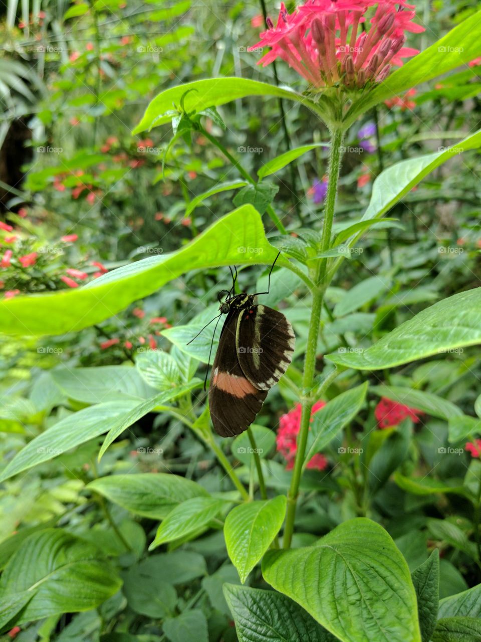 pretty hanging butterfly