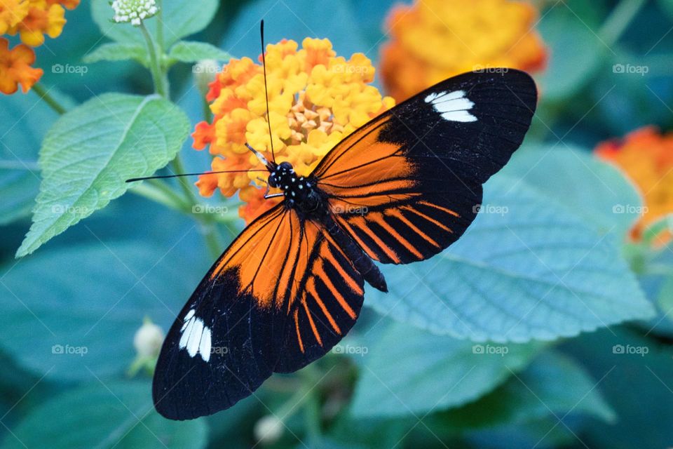 Beautiful butterfly 