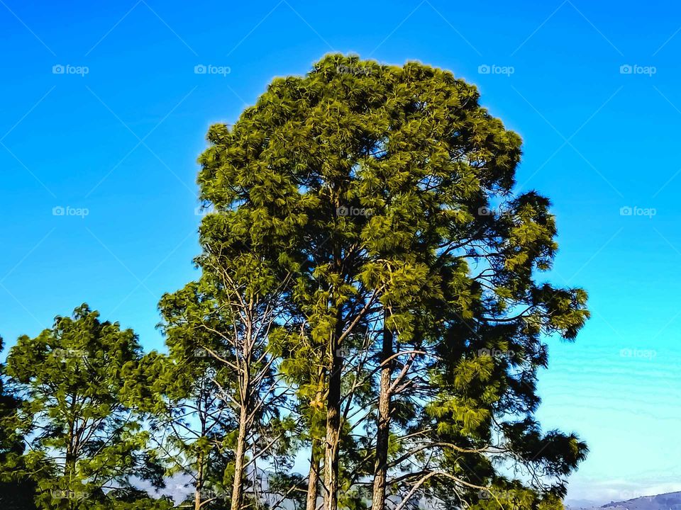 Beautiful pine tree nice looking awesome image
