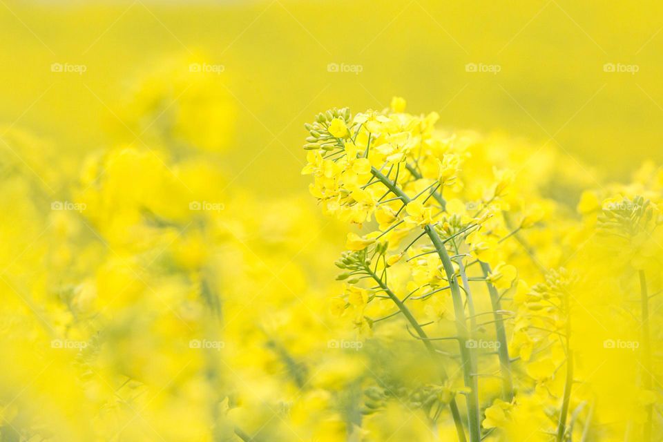 Closeup of yellow blooming rapeseed flowers with yellow field in the background 