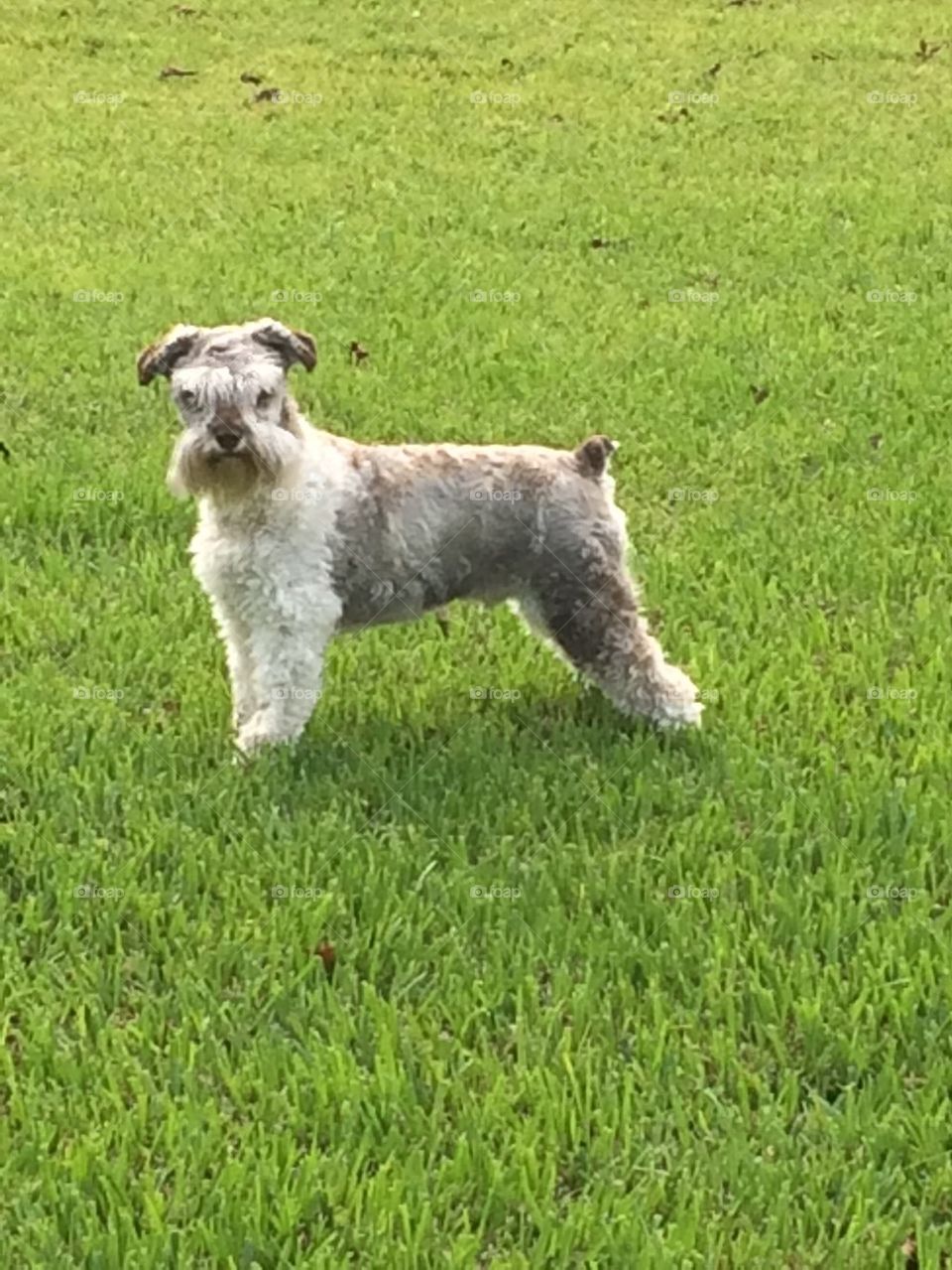 Schnauzer 