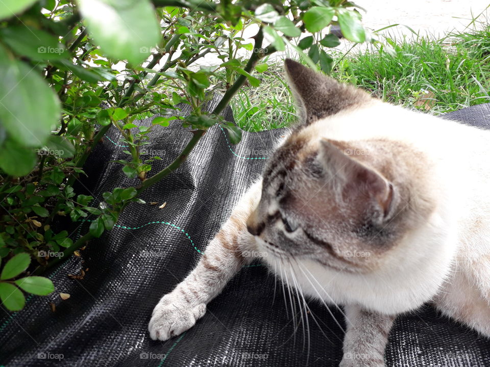 my cat in the garden