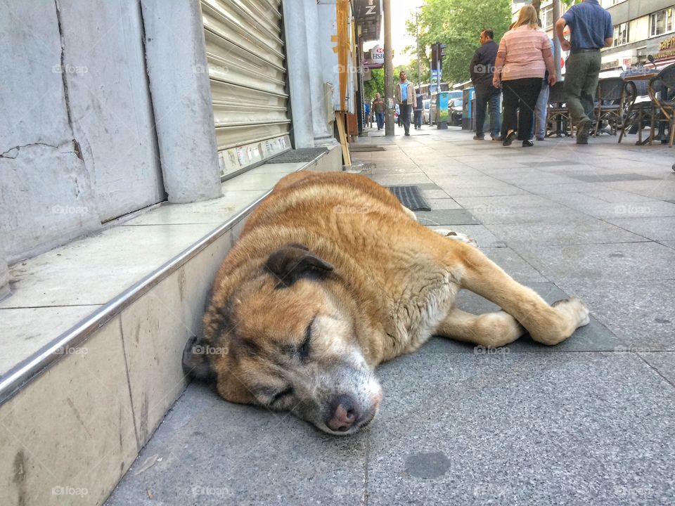 Siesta. 
Took this picture in Istanbul. This dog was asleep and didn't even react when I approached. I was pretty close to his nose bug he didn't open his eyes. He might need some rest. 