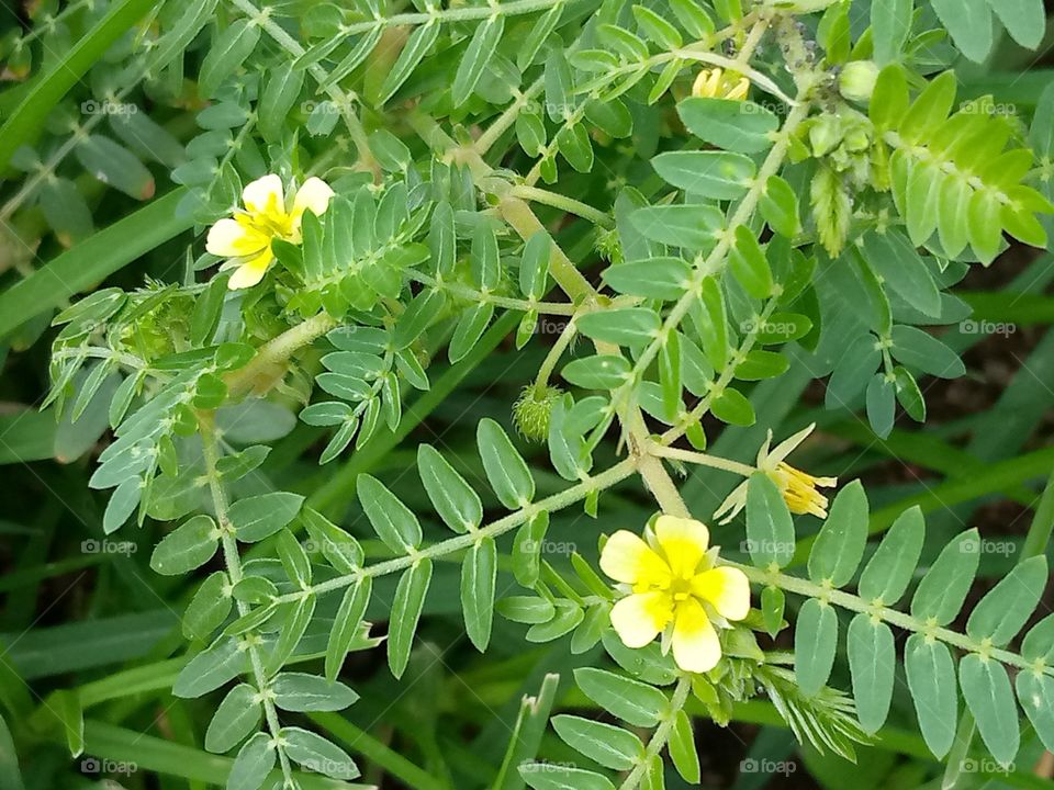A flower that have leaves like that of a tamarind tree. the  flowers are beautiful and yellowish in colour.