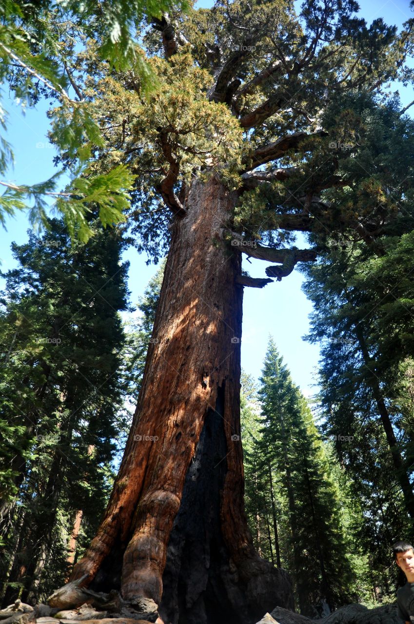 Tallest redwood tree