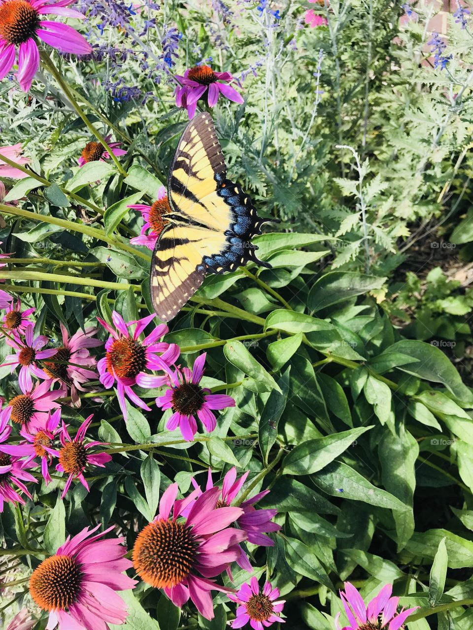 Gorgeous butterfly perched in a plant enjoying some nectar. Gorgeous yellow and blue markings really make this butterfly stand out! 