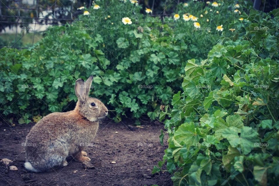 Bunny#animal#plants#nature