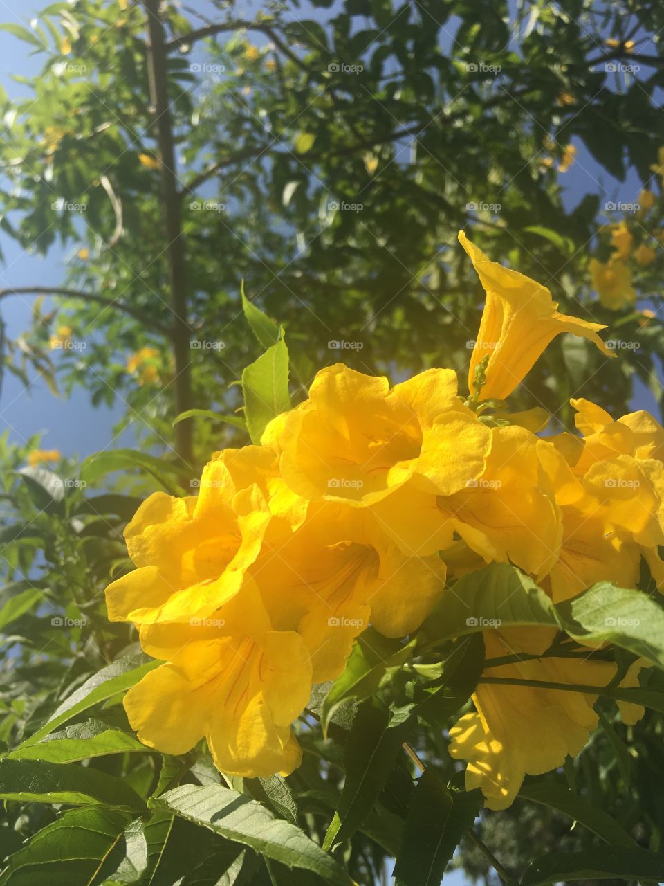 Colors yellow! Nature 