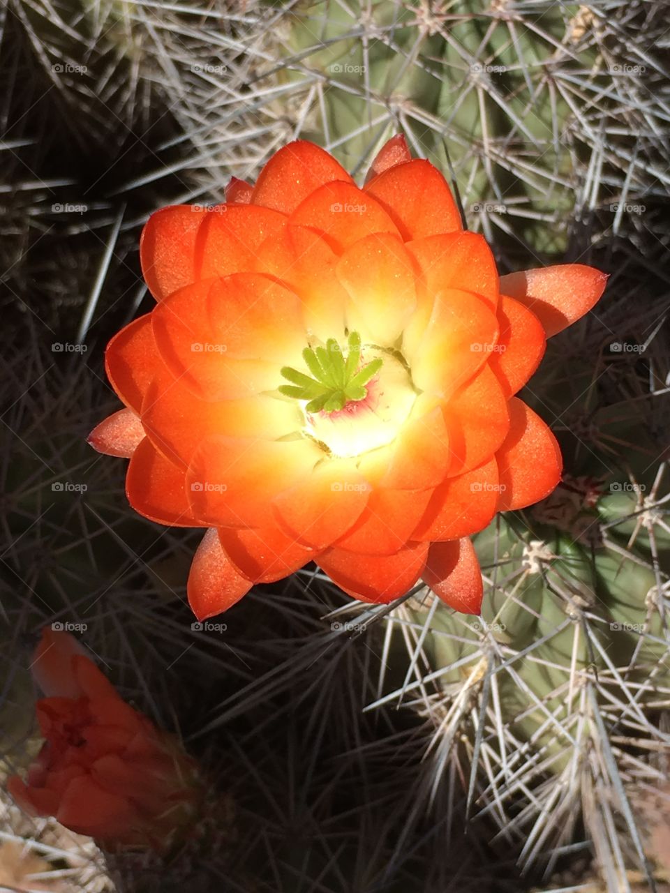 Desert Bloom 
