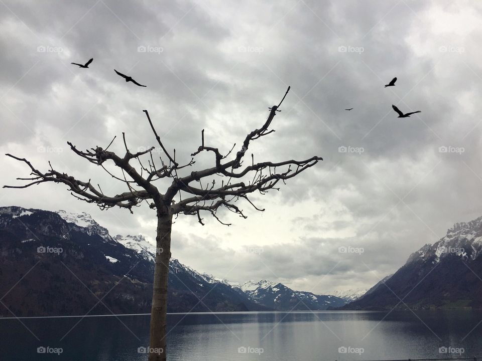 Barren tree by the lakeside 