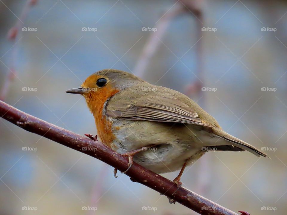 Robin