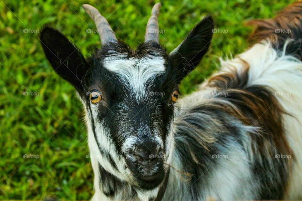 goat looking to you